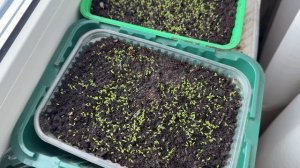 Всходы семян Табака