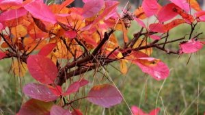 Красоты Куршской косы