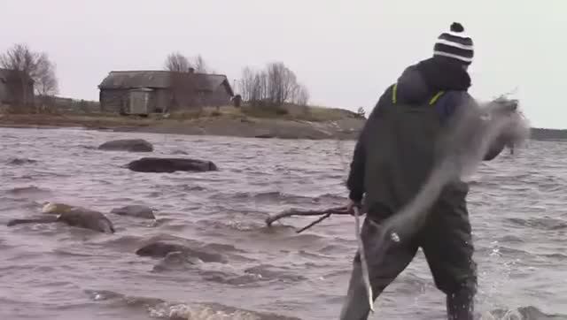 АРКТИКА! Морская рыбалка в забродниках сетями! Поставил сетки на девять колов!!