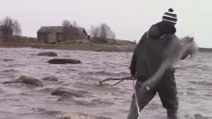 АРКТИКА! Морская рыбалка в забродниках сетями! Поставил сетки на девять колов!!