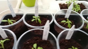 Приготовила грунт из почвобрикета и пикировала томаты