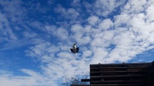 Николаевские голуби 08.03.26 г