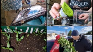 Распикировала рассаду перца. Обнаружены скрытые повреждения при дтп. Поздравляем с праздником!