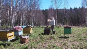 Весна 2025. Сок березовый. Пасека. Огород.