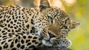 Линия фронта