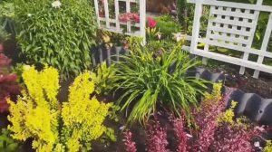 Максимум усилий для преображения участка. Я старалась)))