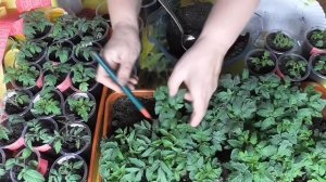 Стоит ли выращивать Томатных Гномов в теплице? Что нужно знать? Рассказываю о своем неудачном опыте.