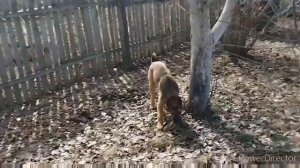 Проект_03-28_Full_HD_1080p_MEDIUM_FR30.mp4