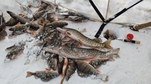 Невероятный клёв окуня, холодным весенним денёчком.