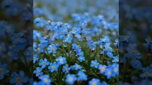 Фантазёрка
Видео клип