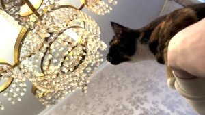 Поздравление девушкам на 8 марта