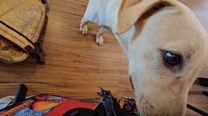 В праздник Холи. Завтрак с Мариной и Сашей. Гадаем на Таро. Марина не довольна гаданием.