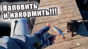 ЭКСПЕРИМЕНТЫ С МОРМЫШИНГОМ!!! КАК ПОЙМАТЬ БЕЛОГО АМУРА И НАКОРМИТЬ ДИКОГО КОТА???