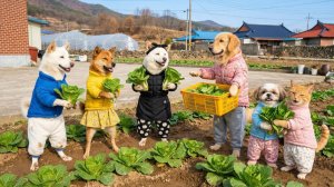 СЕМЬЯ КОШЕЧЕК-СОБАЧЕК ВЕДУТ БЫТ В ЯПОНСКОЙ ДЕРЕВУШКЕ! МИЛОЕ ВИДЕО ПРО КОШЕК И СОБАК! РЕАКЦИЯ! 😺😾🙀