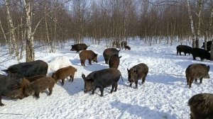 Охота на Кабана