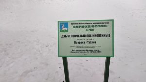 Дуб черешчатый обыкновенный возраст 157 лет