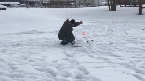 поимка форели на жерлицу