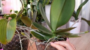 Три года в одном. Вырастила с нуля. Корни проворонила. Сложные орхидеи. Инфы полно, но она рознится.