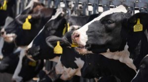 Домашний скот начали изымать из-за вспышки бешенства в Новосибирской области