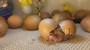 Цыплята рождаются в инкубаторе - вылупление цыплят Ломан Браун