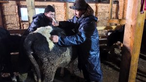 Начало истории 5 часть-Ферма, таинственный работник коровника вышел на свет.