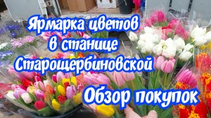 Ярмарка цветов в станице Старощербиновской. Обзор покупок.