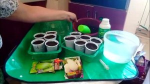 способ выращивания баклажан