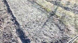 Дача 6 соток, арбузы привитые на лагенарию.