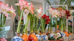 Амарилисы стали новым подарочным трендом на 8 Марта в Туркменистане