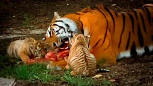 В темноте мы УВИДЕЛИ!!! Тигрята малыши вместе с матерью ели мясо! Семья тигров. Тайган