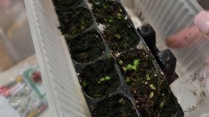 БОЛЬШОЙ ОБЗОР ВСХОДОВ НА СЕГОДНЯ.2026