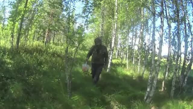 Соревнование по сбору ягоды морошки!В Северной Карелии!!!