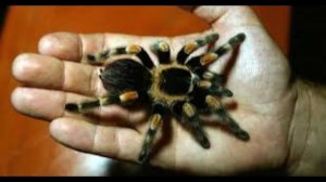 9 марта - День домашних насекомых