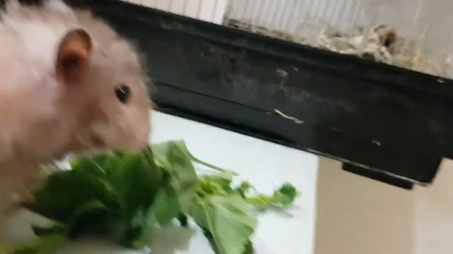 Хомячок Хома знакомится с Чернушкой