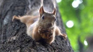 Белки. Июнь 2023. Подборка