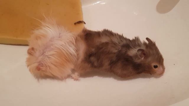 Кузя чпокает Чернушку  Но оказался ложный чпок