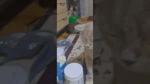 Снежок гурман от суши до колбаски