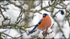 9 марта - Иванов день Традиции и народные приметы