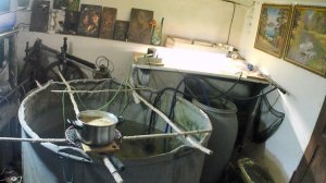 Хищная форель любит каши! Овсянка на корм форели, карасям, поросёнку, курам и уткам.