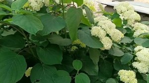 #ах это лето скоро оно  придет