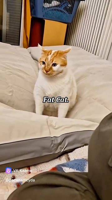 Приколы с животными