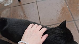 Уголек дает гладиться 🐈⬛️
