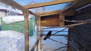 Ворон Гриша 8 марта, с праздником