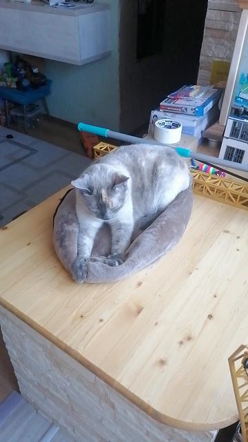 Кошка Софа дербкает лежанку.