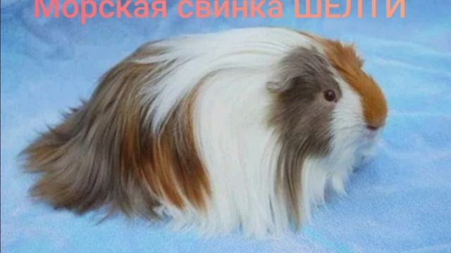 ВСЕ САМОЕ ОСНОВНОЕ О МОРСКОЙ СВИНКЕ "ШЕЛТИ"/разбираем породу/Морская Свинка Орешек