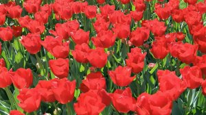 С праздником, дорогие женщины! Поздравляю вас с весенним праздником 8 Марта!