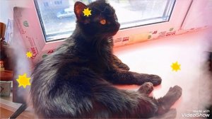 Мариуполь 🏙️🐈🐈🐈🐈💻☕🕘 всех женщин с 8марта 🌹 Здоровья , женского счастья,мира!