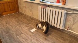 построили гигантский лабиринт