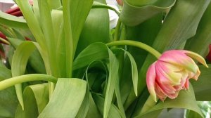 С 8 МАРТА МИЛЫЕ ДЕВОЧКИ, ДЕВУШКИ, ЖЕНЩИНЫ 💗🌹