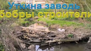 Бобры соорудили себе плотину ( Уткина заводь )